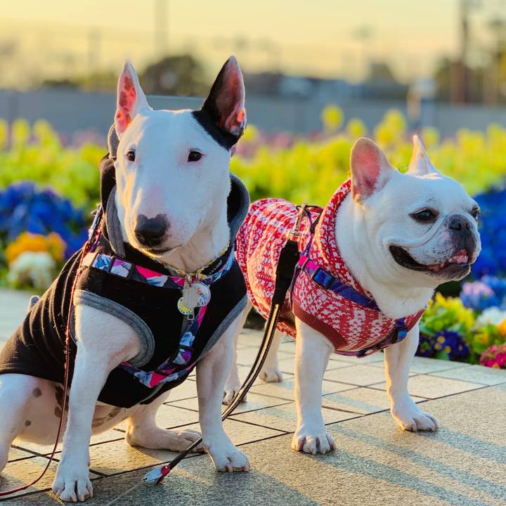 28ce1bb3 86a1 4ec3 878f 4247ba4bbb0e 1586600415117