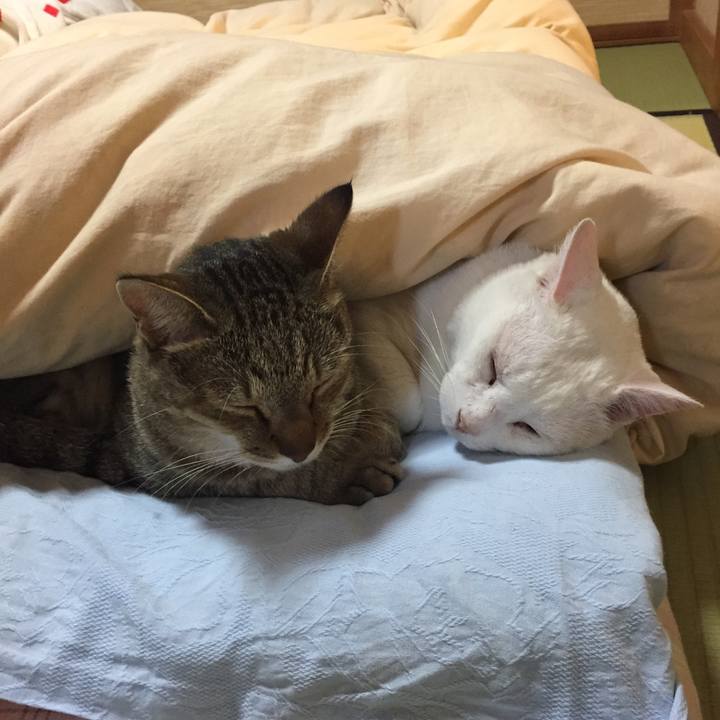 28d6dfc5 40da 40c3 9472 38e3e227feca 1539725493337