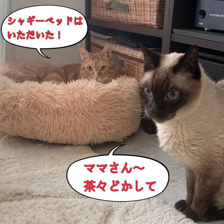 28da7ca0 c537 40ed bebc 8fc06592c7e1 1622019715321