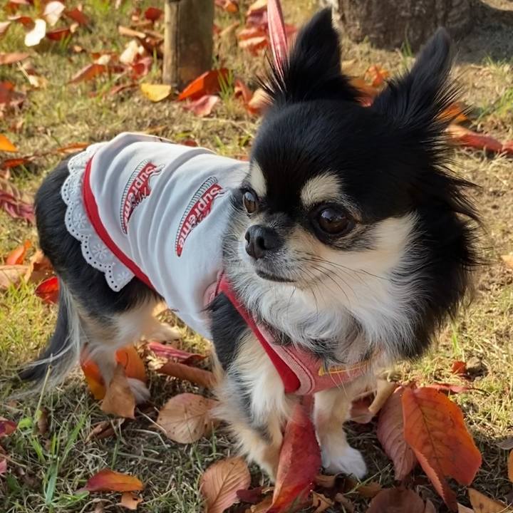 28dd9677 644e 4a8b 843f 2a9556516c86 1637028507996