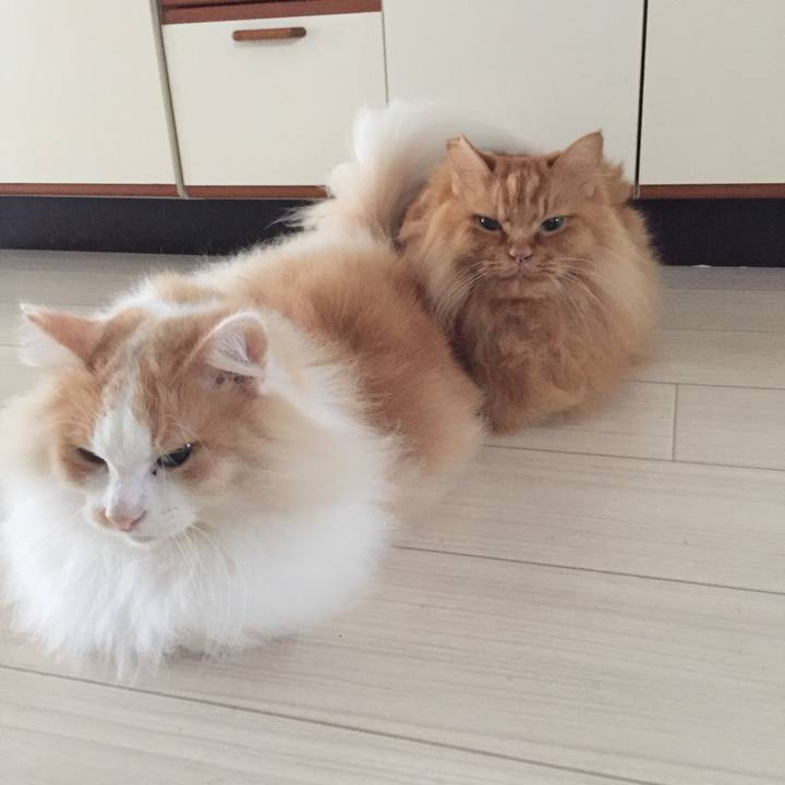 28e36800 f7f8 4b90 a8ec 4978c26bd311 1538261624799