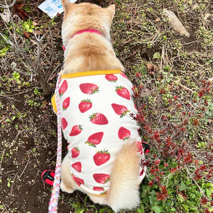 28e676e5 10e1 40c4 8d45 10fcb4585dca 1742020983076