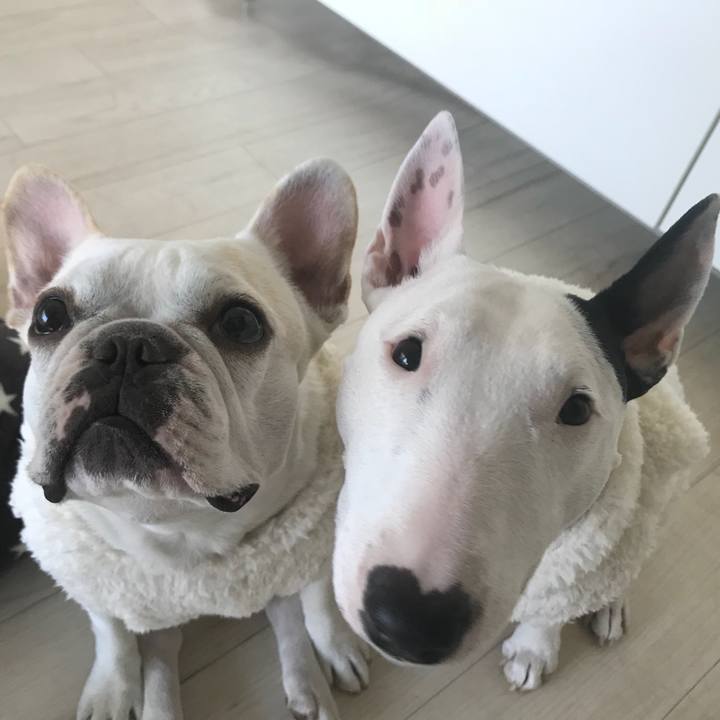 28e8c46d b29b 4ce5 a682 445b9a2f4d7a 1511518235782