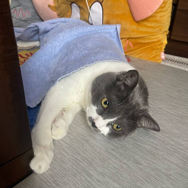 28ea70ec afa0 42a1 b09a fc3a63d077c7 1754261045402