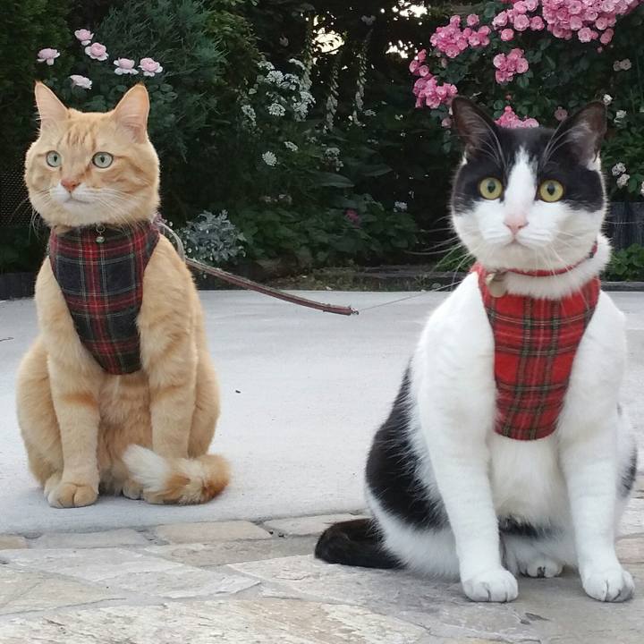 28eb9726 54f4 4018 a086 4bcd56e43976 1560171009379