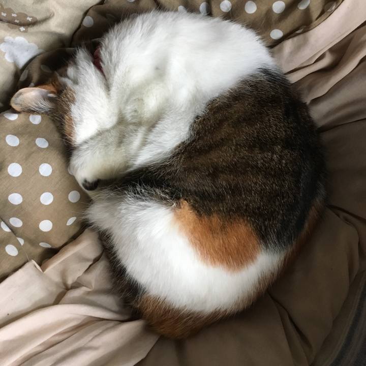 28ed7432 dce9 4d3f 804f d43d62d786e8 1511401079059