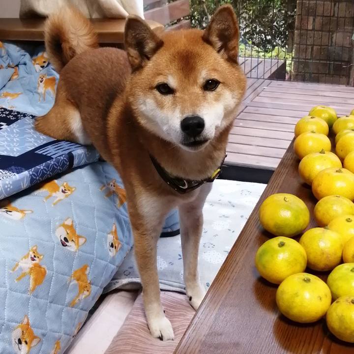 28f2d2de e123 428a b2ea ea6d5f3865c3 1604215170930