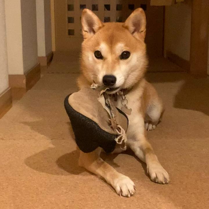 28f9907b 73de 4f08 b4b7 01bad51fb04c 1670241222143