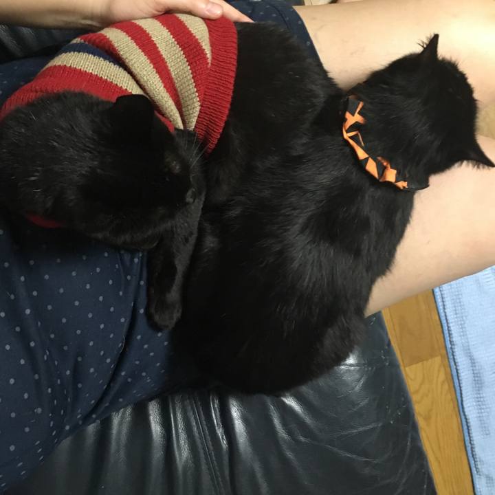 28fa4255 3838 42b4 b003 bdd551200768 1539694037949