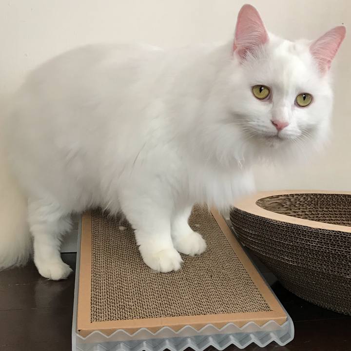 28fb4908 2797 4eff 934f 3d962afd4ebb 1552210527756