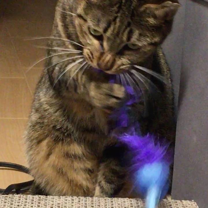 28fe8803 70d7 4de1 8aed 0c248445f046 1521443000075