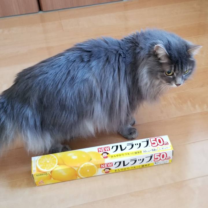 29031bd5 ca7c 4bd0 9020 d1038f7aa72f 1585688738128