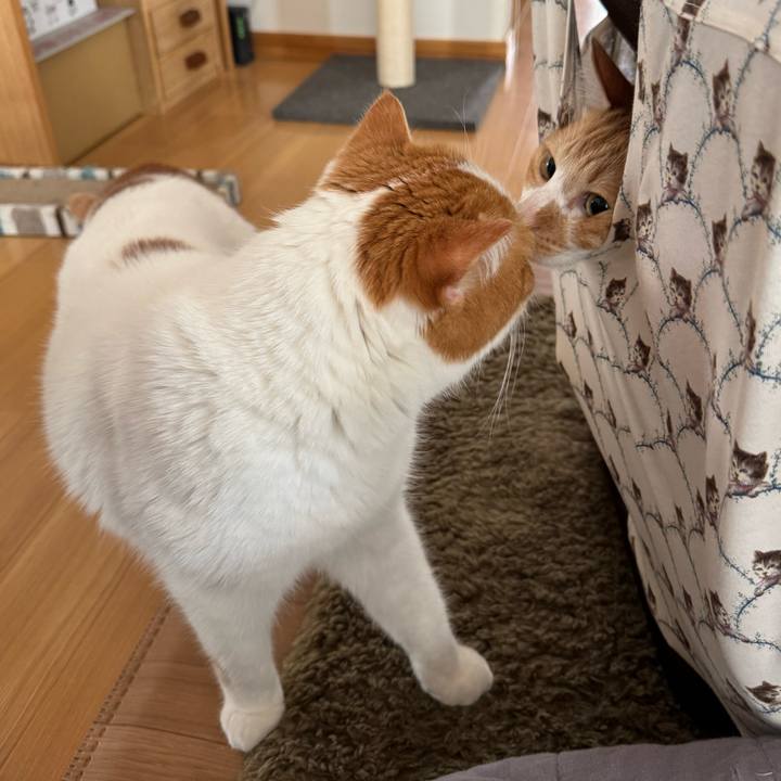 29052c6f 0f9f 438a b86d 0f08775869cc 1776858317970