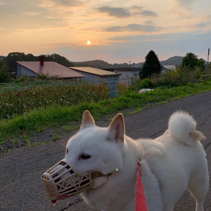 29060b10 fdbc 43fc 944e 620040d533a5 1597784692303