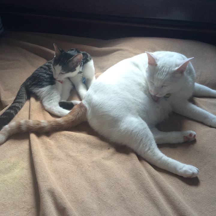 290b0df5 306c 448f a0c0 38b32f141972 1509368544064