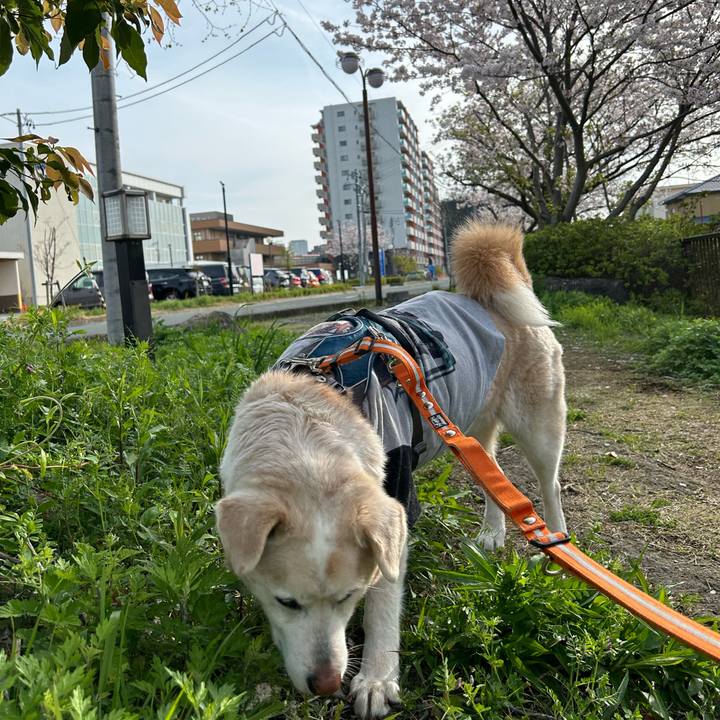 290e3e17 88ca 4a7e 8c2f 474f54716e38 1712447180379