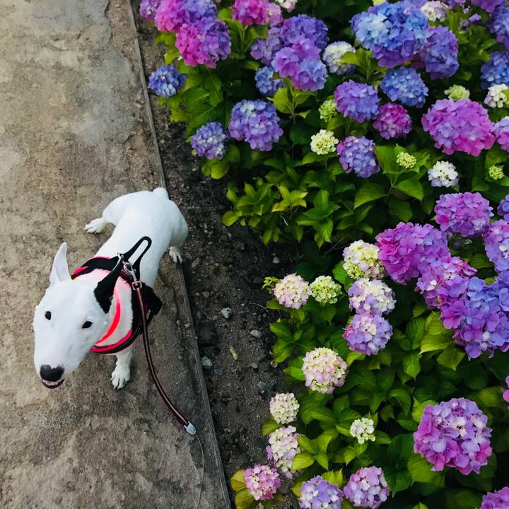 290f2fca aaaf 4035 88ad 41e451930d6e 1527913828973