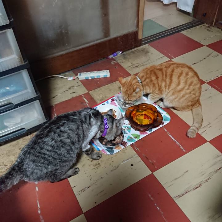 2912b84a 0e17 4f69 8745 a62056d947b9 1588405389192