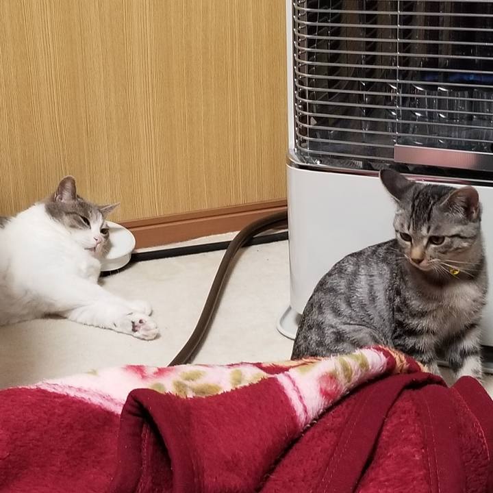 2913a28a 9a28 4a1f 9ad2 1db430eb0b9a 1667632072289