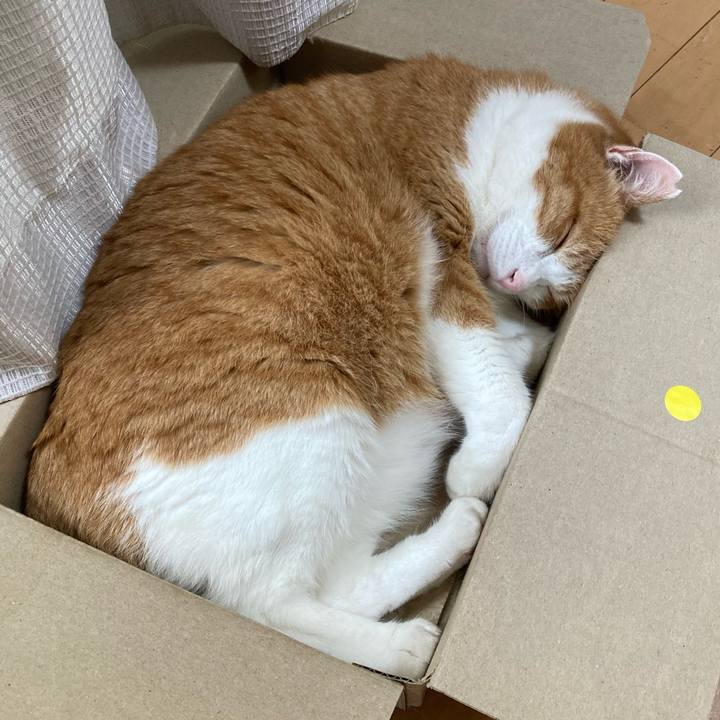 2914a4a8 8f8a 437a add5 2d2046afabfa 1761290214492