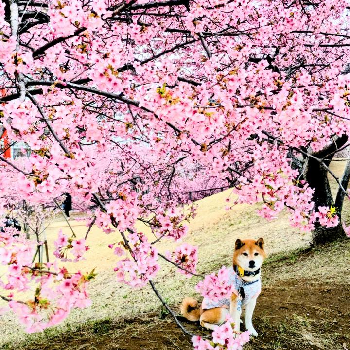 291873c1 e2e6 44c6 93da 009160f31d18 1772519749451