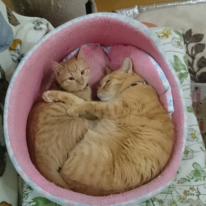 2921f1df 7a6f 47ae b766 3d3c2caaa96a 1543525945096