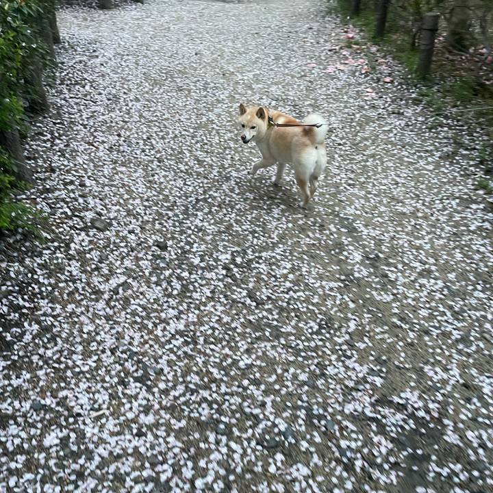 29242247 2d6f 41cb a527 804512f1e981 1680127225956