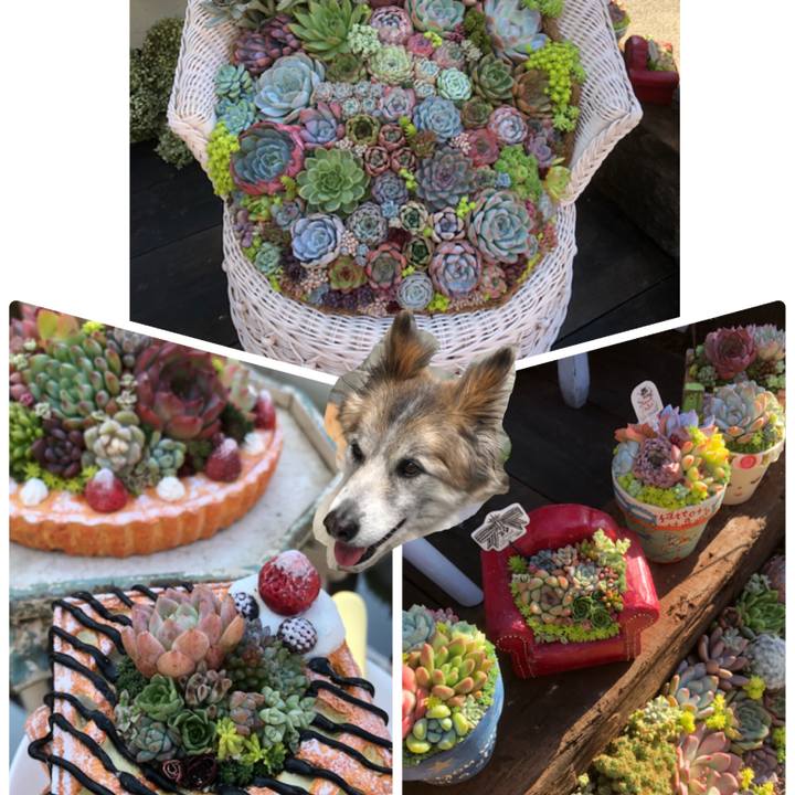 292876fc 8707 4ab2 b585 2c3ab1bc3f36 1540167369837