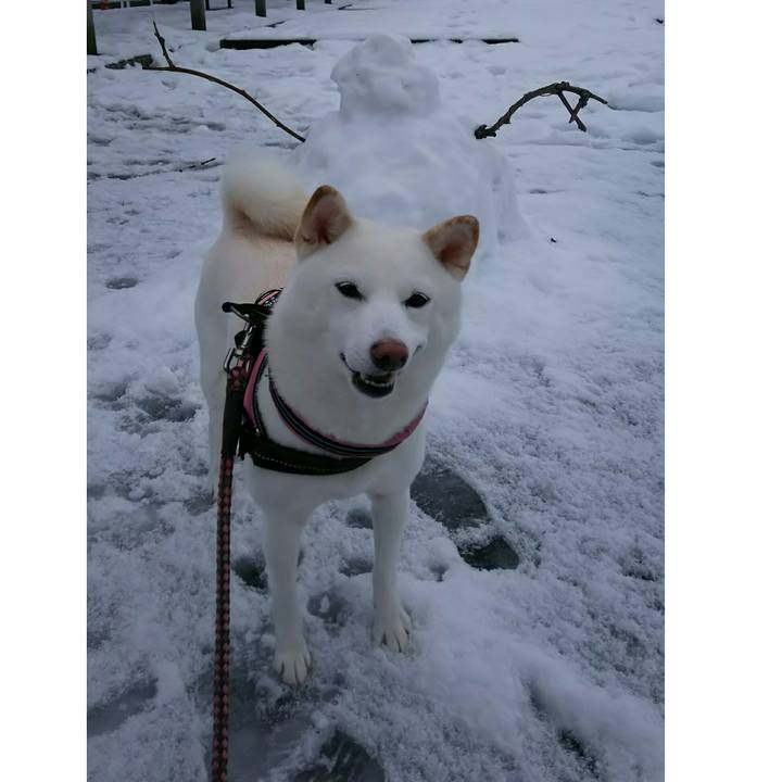 292e9de3 9754 4a40 826a 60e95e076d22 1517193425687