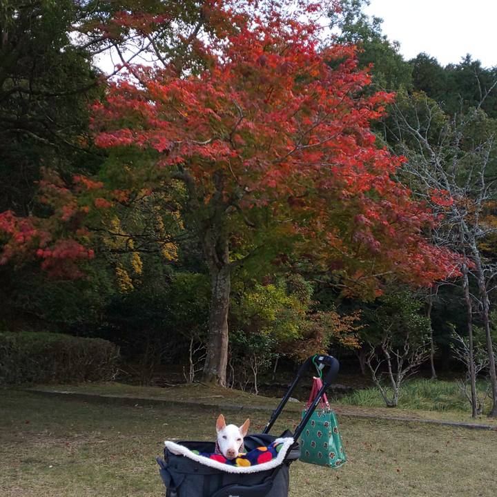 292f006d 4161 4c90 9c25 bf64065b4bad 1604819497960