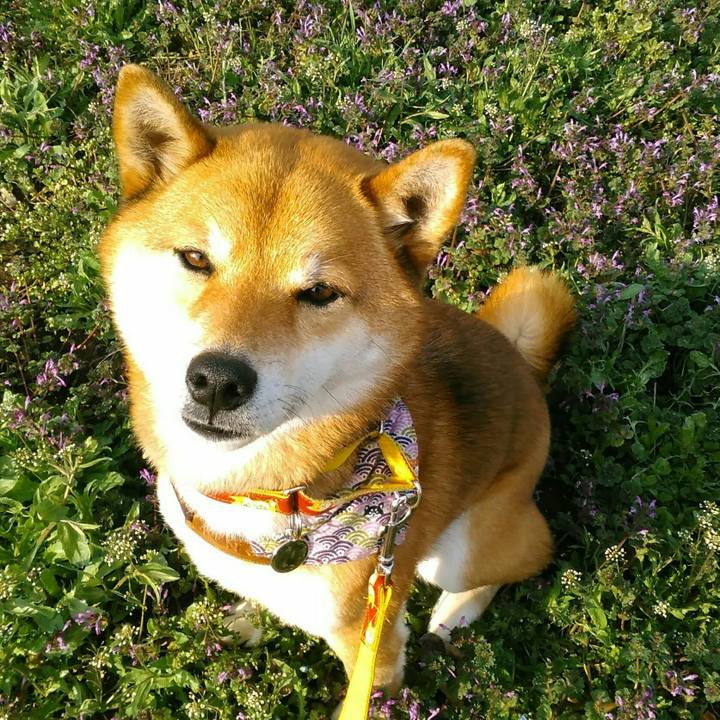 29355118 d032 4947 ac2f 11718f860032 1520823751162