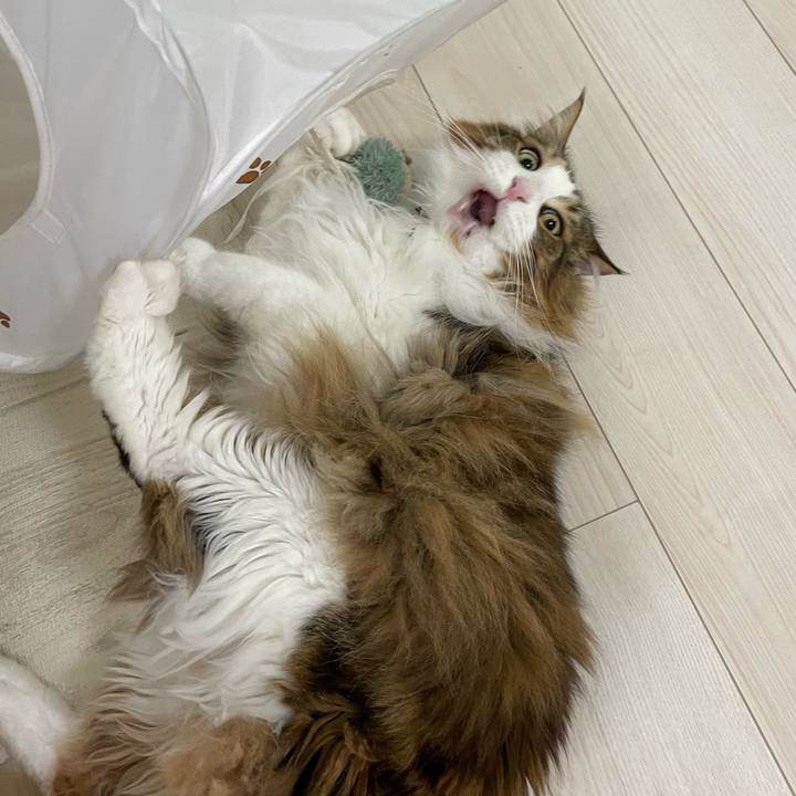 29392b81 e810 4f5d b685 9478a2944b61 1717532671705