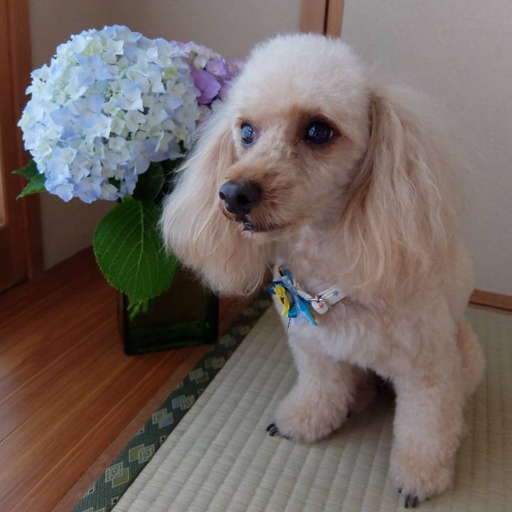 293bf06f 0065 40ee bf17 5c2043227279 1529120649511