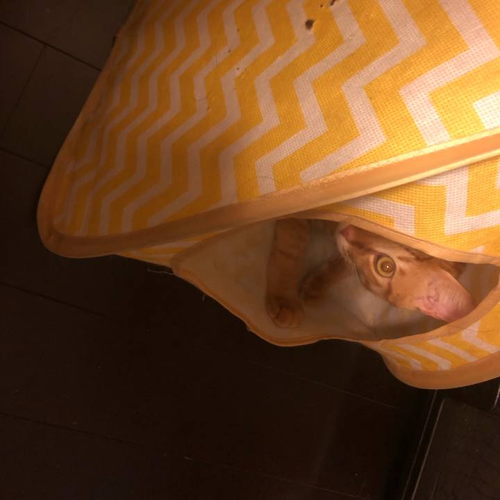 293ce3ef 726a 4a38 8a86 ae751839c7f6 1639644037915