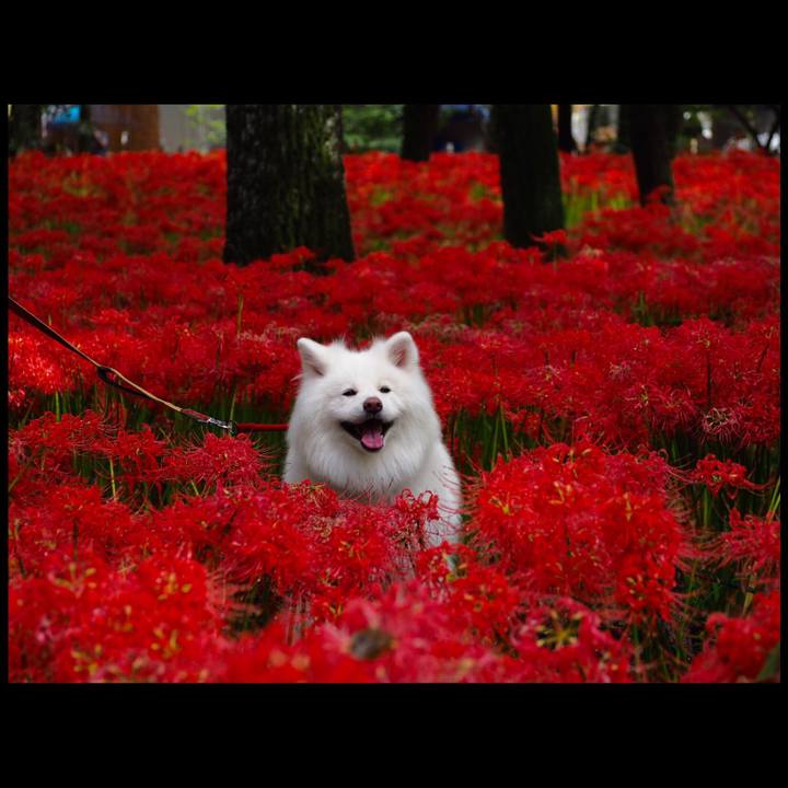 293d89f2 6137 4beb b87a f033e98365fb 1537601825373