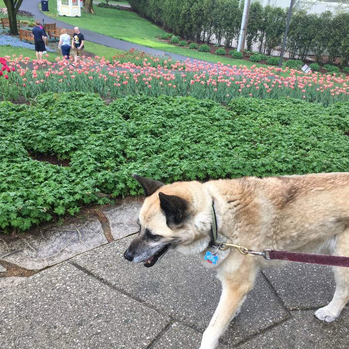 293e0d02 e84f 4974 beb1 92a79f4251ca 1526432644533