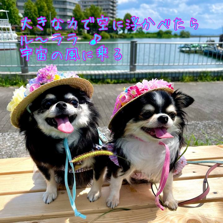 293e4f6a d2a5 478c 926d da7c8707172b 1755335245385