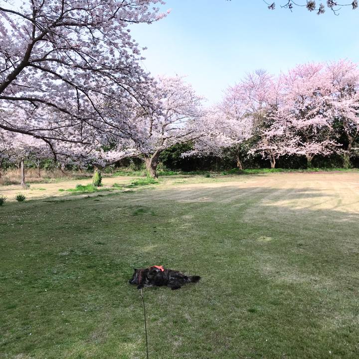 293e69db 898c 4b2a 9f10 d7fbb80e793b 1555232512216