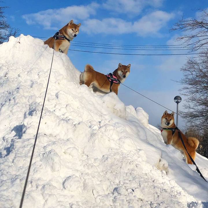 29415b69 c7c5 4a83 aa9d 83c879a51c93 1545275926167