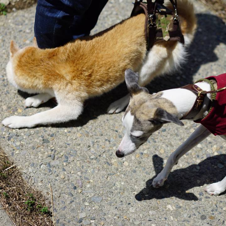 294326a2 7ddd 4412 91c1 b736ab3a3383 1528021479167