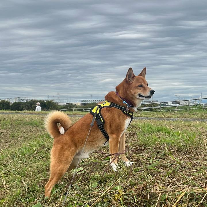 29459879 c390 464f bed5 0b258f5c9b95 1699687410602