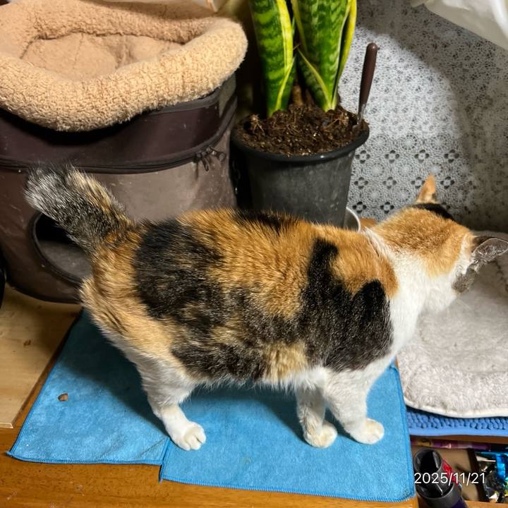 2945ccf7 913d 465a adc2 c2b68d84545e 1763675711307