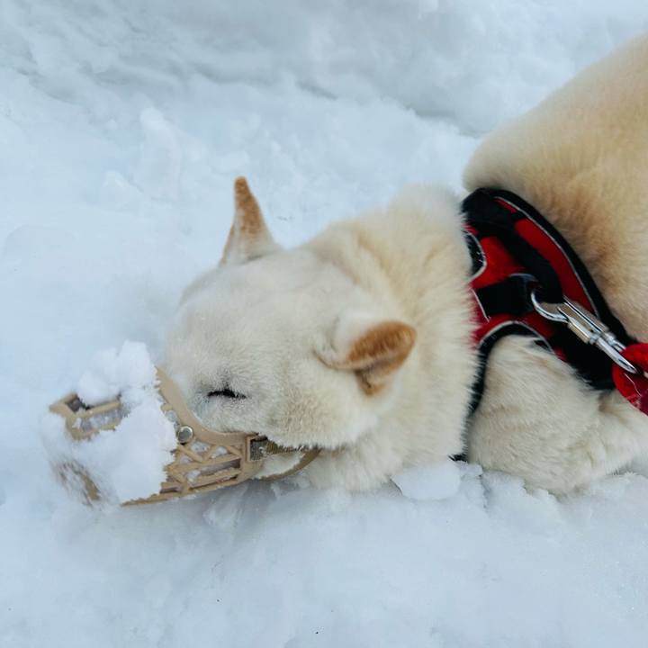 2946030d 2383 4ee0 8153 b32d28955201 1707781706029