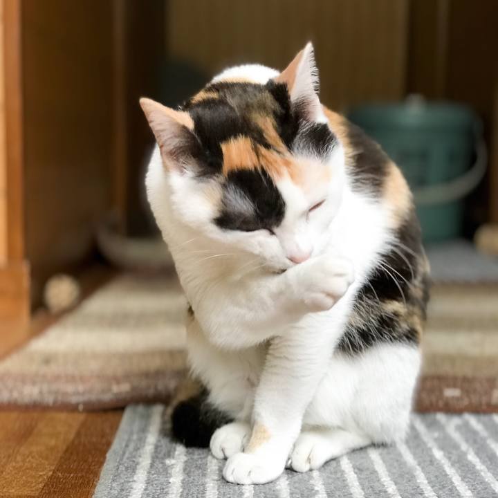 29488002 875e 4496 9da2 572a57bd2cf0 1527992396306