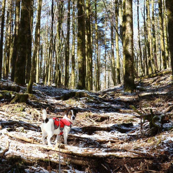 294ac577 d4a2 4a72 aaba 67e163c808c0 1552112232100