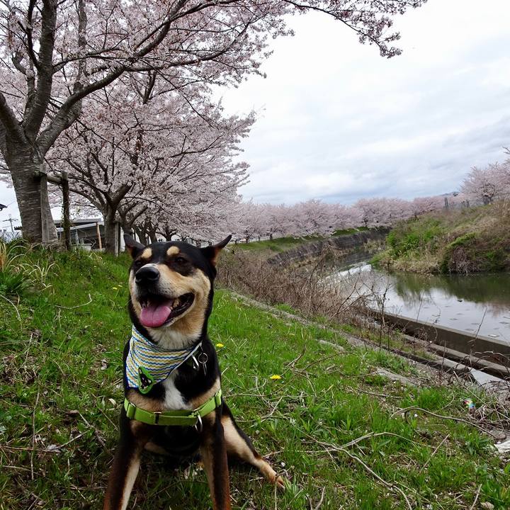 294b55bf 93b3 4010 ae66 9890cec39528 1617453485390