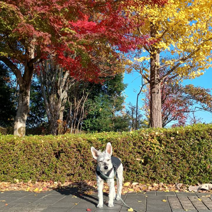 294c88fd d9af 4453 a25e 036260c9c432 1763382329035