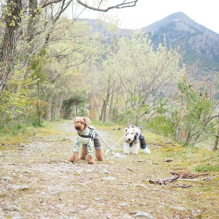 294dd396 5803 499f 9f8d 348d821e2cb4 1587284346496