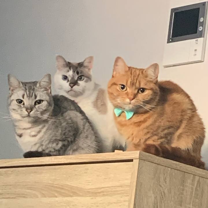 294de55b 3066 4e45 b8b0 7ec3154cbafa 1651827610177