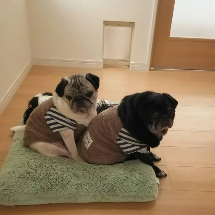 294f2fd7 3e84 4ec1 95fc 07c89c8eb393 1543162619882